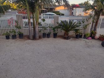 Fruit Trees And Flowers Trees