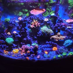 reef aquarium products