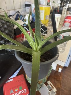 Aloe Vera Plants