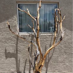 Manzanita Tree