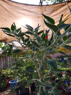 Chile picante en liquidación