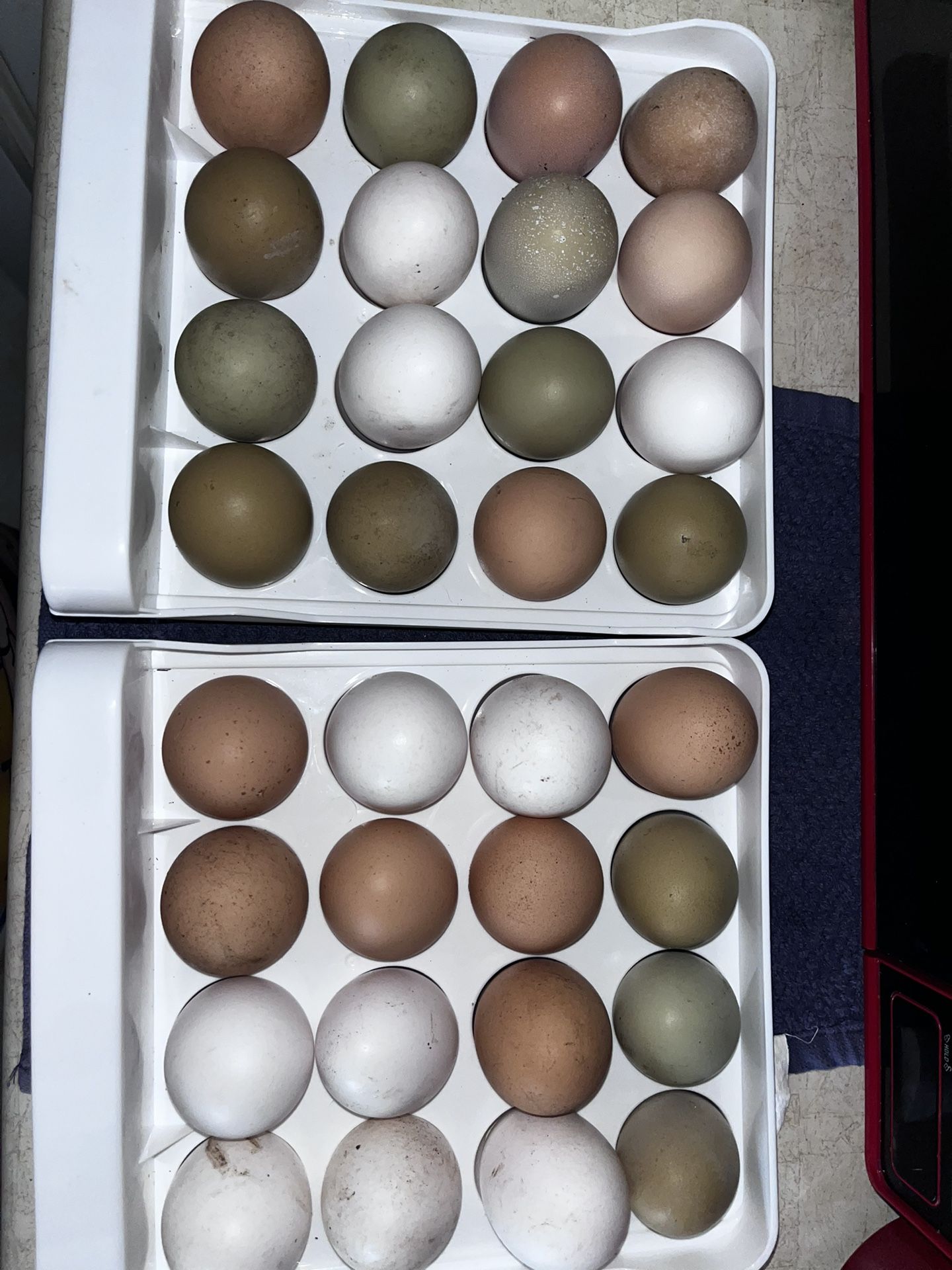Fresh Eggs