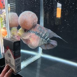 Fish Tank