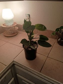 Silver sword Philodendron 