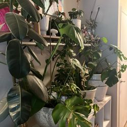 Plants For Sale Lot 