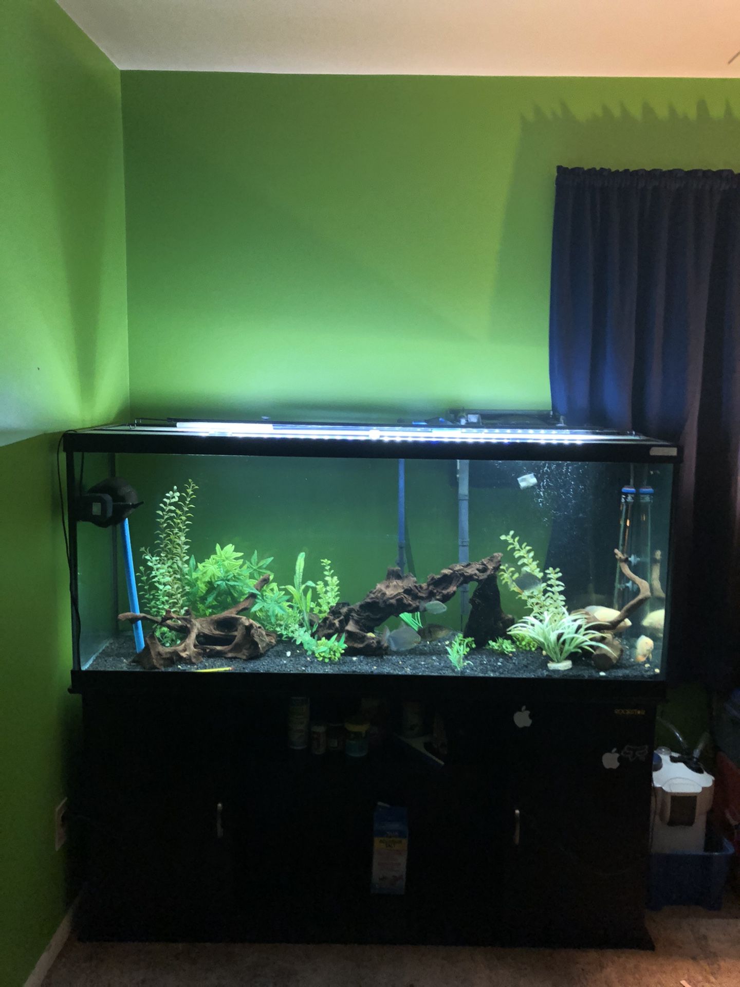 Fish tank aquarium