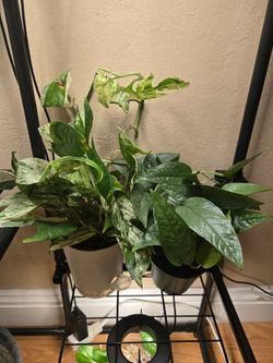 Cebu blue pothos