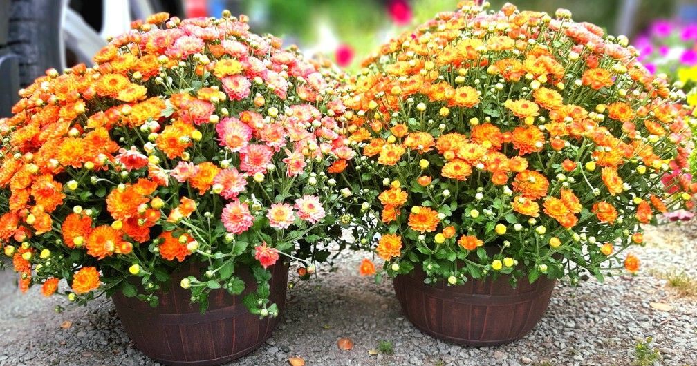 🍂🏵BEAUTIFUL FALL COLORED GARDEN MUM FLOWER POTS 🏵🍂3GALLON POTS!!