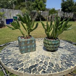 two Succulent Combo