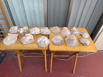 Large seashells set