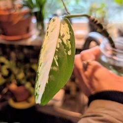 Free Variegated Diffienbaca Plant Cutting