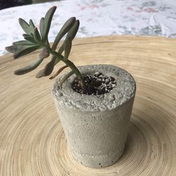 Succulent In Concrete Pot