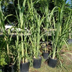 Sugar  Cane  Tree