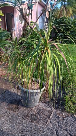 Ponytail Palm Tree In Planter