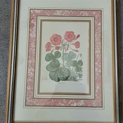 Framed antique botanical print of Bowie's wood-sorrel (Oxalis bowiei), also known as the red-flower woodsorrel or Cape shamrock. 18" high x 14" wide