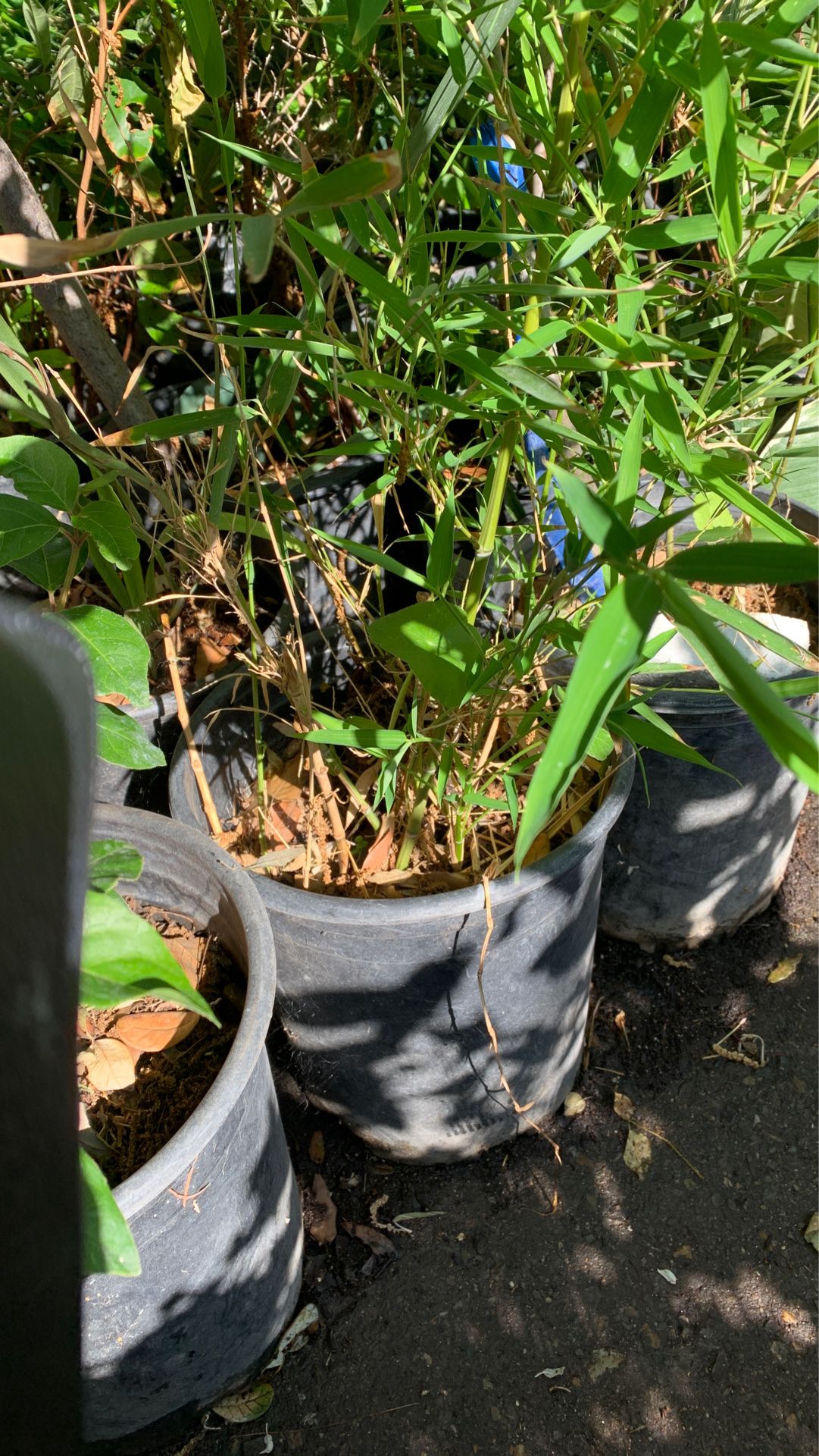 Bamboo plant 5 gal