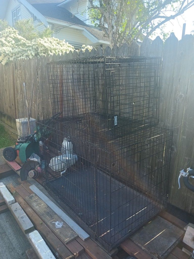 Large Dog Creates