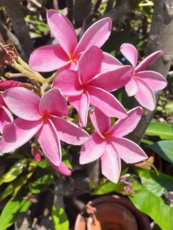 Your choice of various colorful fragrant plumeria cutting with flowers intact ready to plant