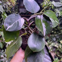 6” White Knight Philodendron