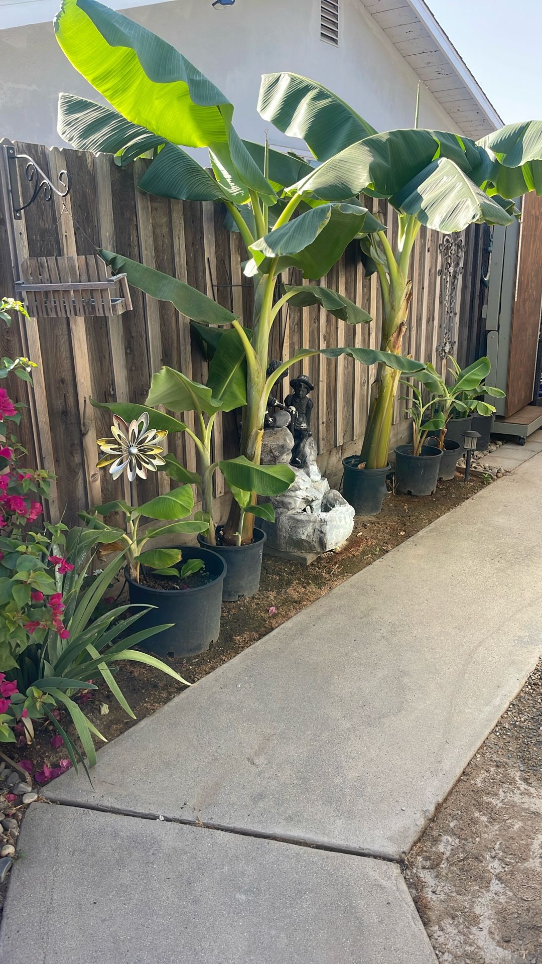 Dwarf Banana Plants