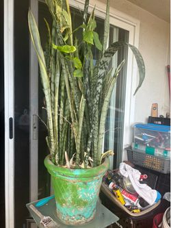 Free snake plant