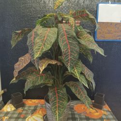 Plant