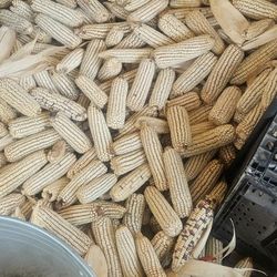 1 $     Libra.   Maiz IBRIDO  