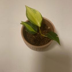 Heartleaf Philodendron in glazed ceramic pot with drain