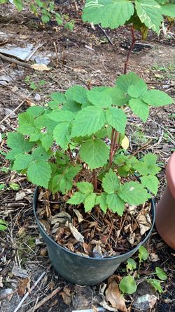 Healthy Raspberry bush
