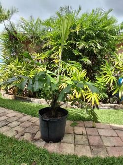 Palm tree