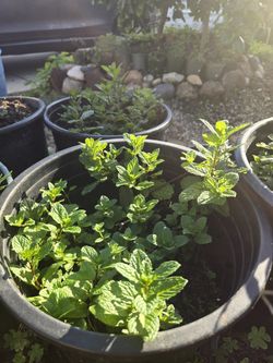 Spearmint (Mentha spicata), $12 eacb for 5 gallon pot. 12 pots of mint available. 