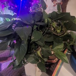 Huge Pothos