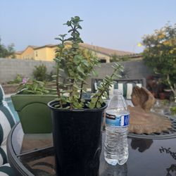 Healthy Elephant Bush Succulent Live Plant !