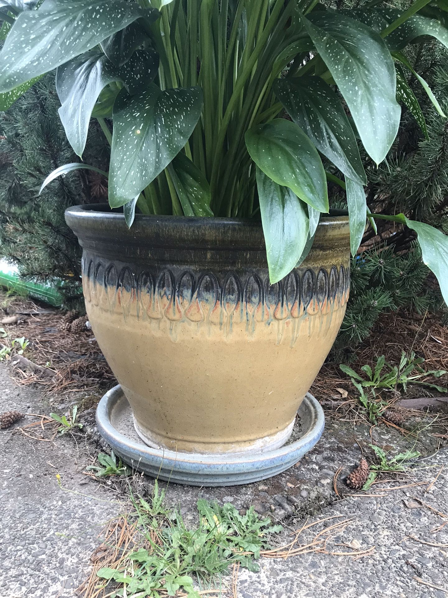 Plant pots