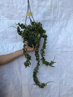 6” variegated hindu rope hoya