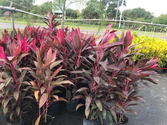 Plants 3 gallon choice $10 each ten or more $8 eac