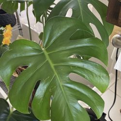 Monstera Plant bundle 