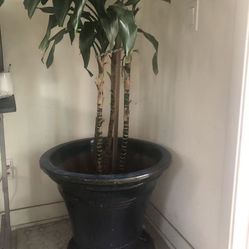 Indoor Plants Dracaena Bamboo 