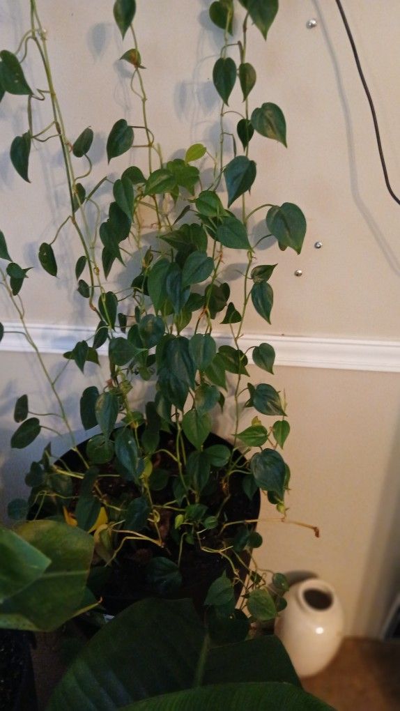 Heart Plant