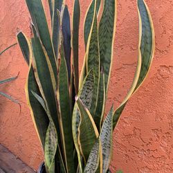 Plants., Snake Plant ., Plantas 