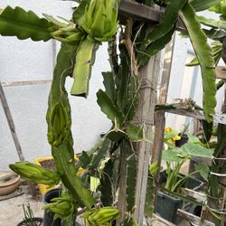 Dragon Fruit Tree is 6 feet tall,