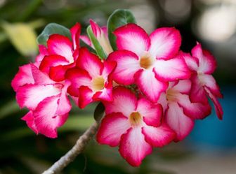 Desert Rose 🌸
