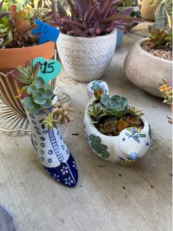 Many Beautifully potted succulents