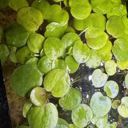 aquarium floating plants, amazon frogbit