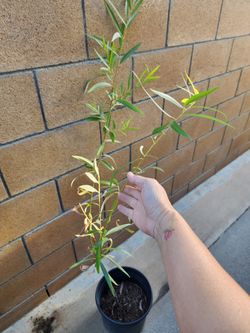 Chinese willow plant
