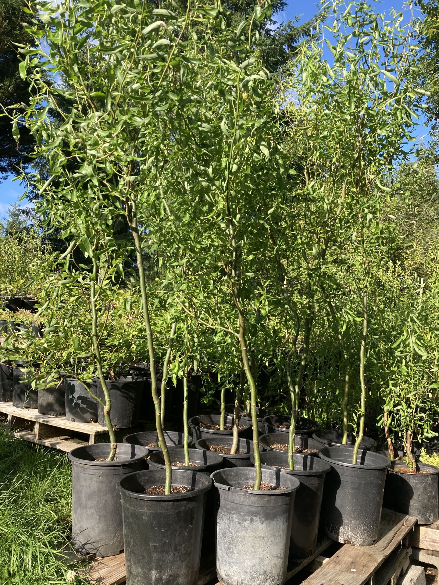 Curly Willow Trees, (5 foot Tall)