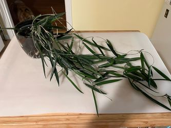 Hoya String Bean Variety