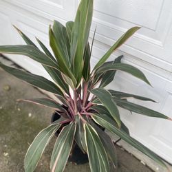 Cordyline Outdoor Sun Plant, In 5 Gallons Pot Pick Up Only