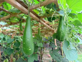 Long Squash (লাউ) (1 Pc)