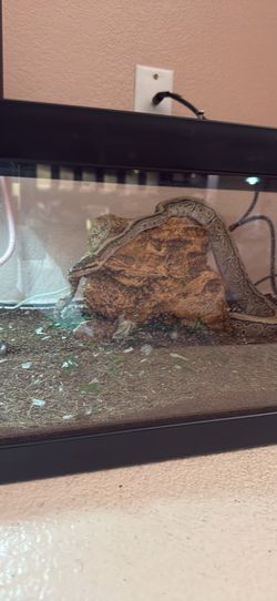 Ball Python
